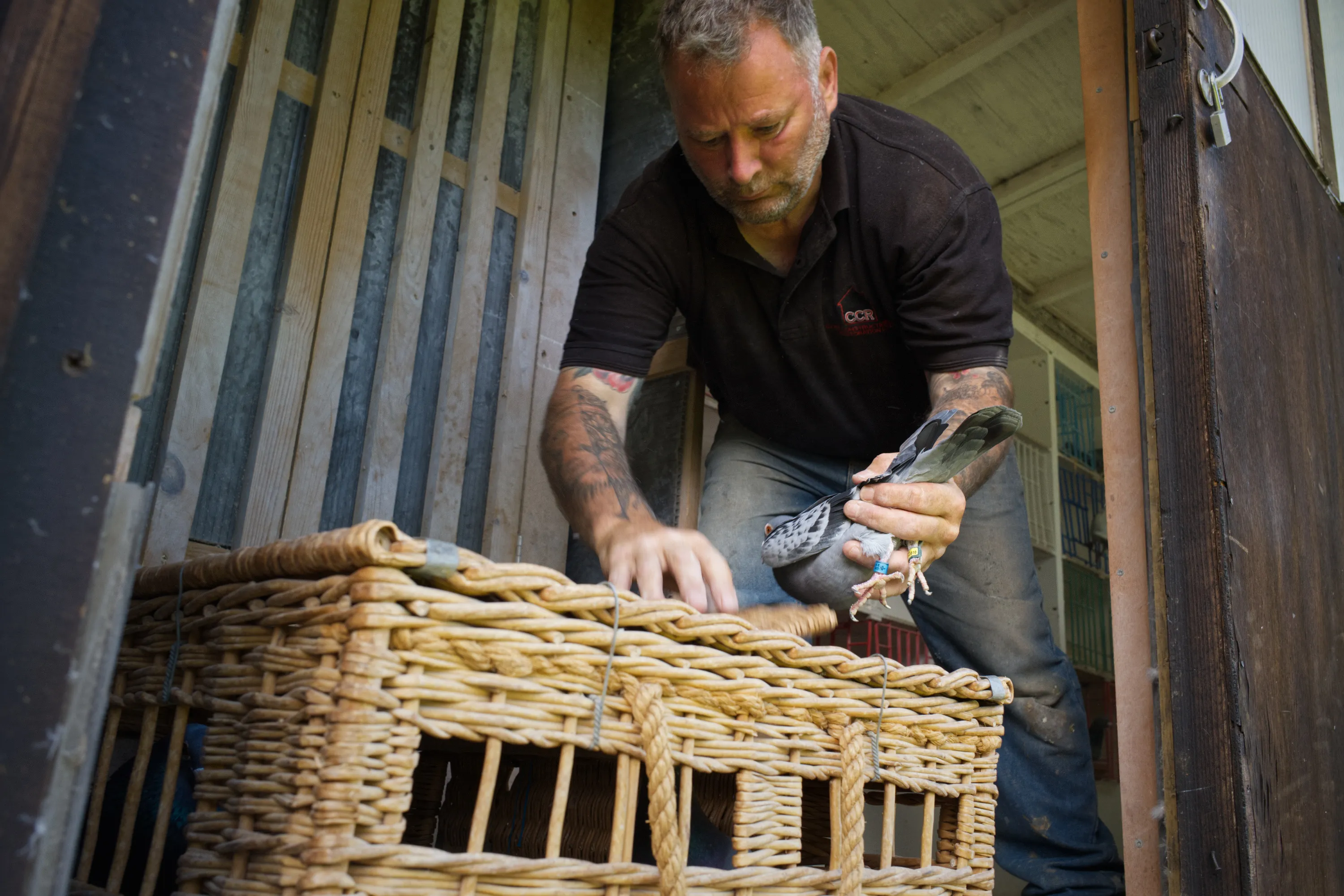 Man placing a pigeon into a wicker racing basket at the loft entrance