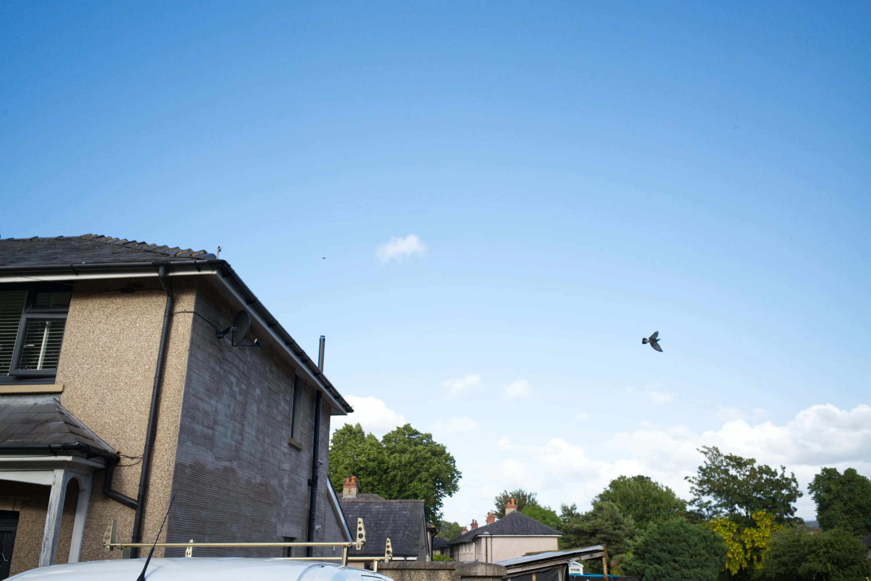 Single bird in flight over rooftops against a clear blue sky