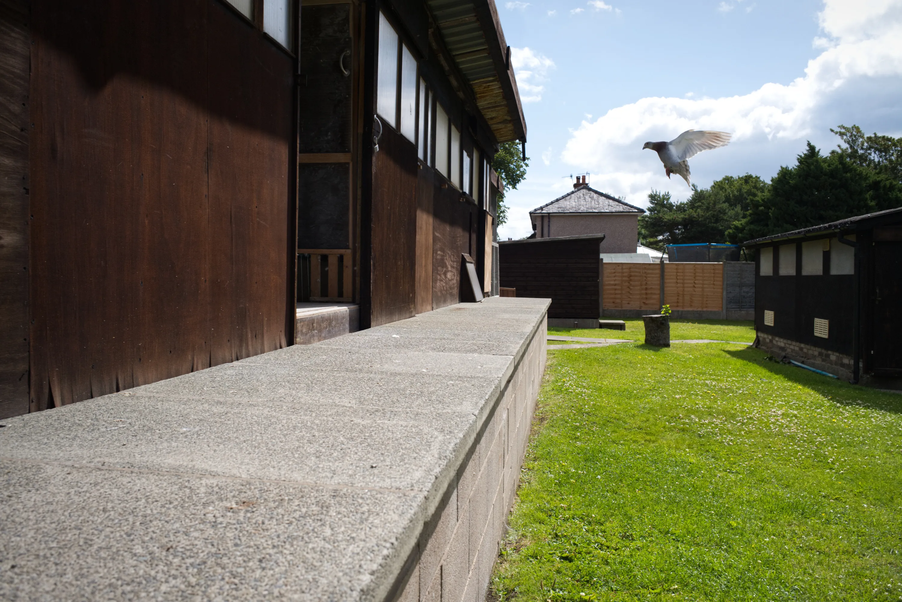 Pigeon landing beside a wooden loft wall, green garden behind