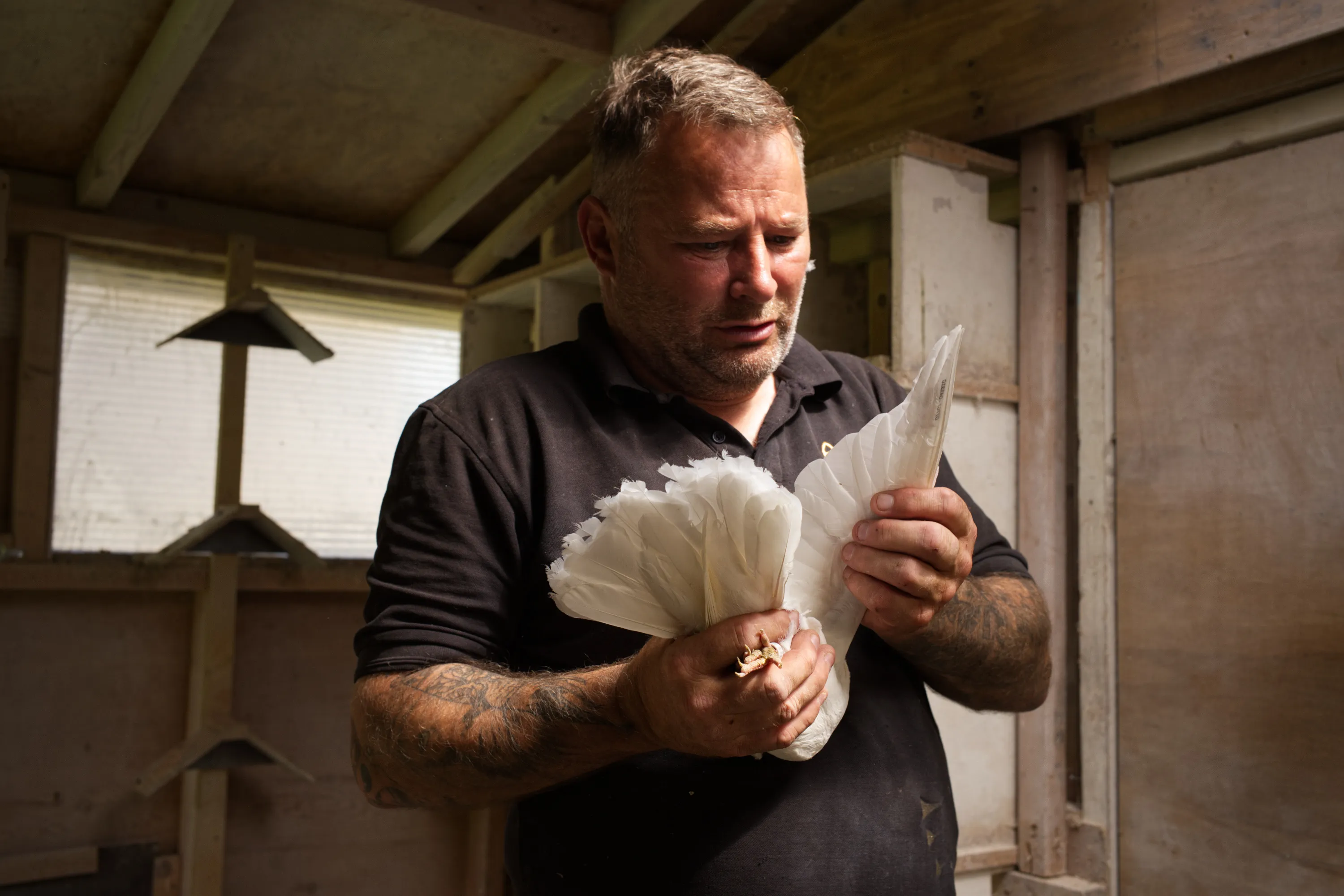 Man in black polo shirt examining white pigeon wings inside a wooden loft