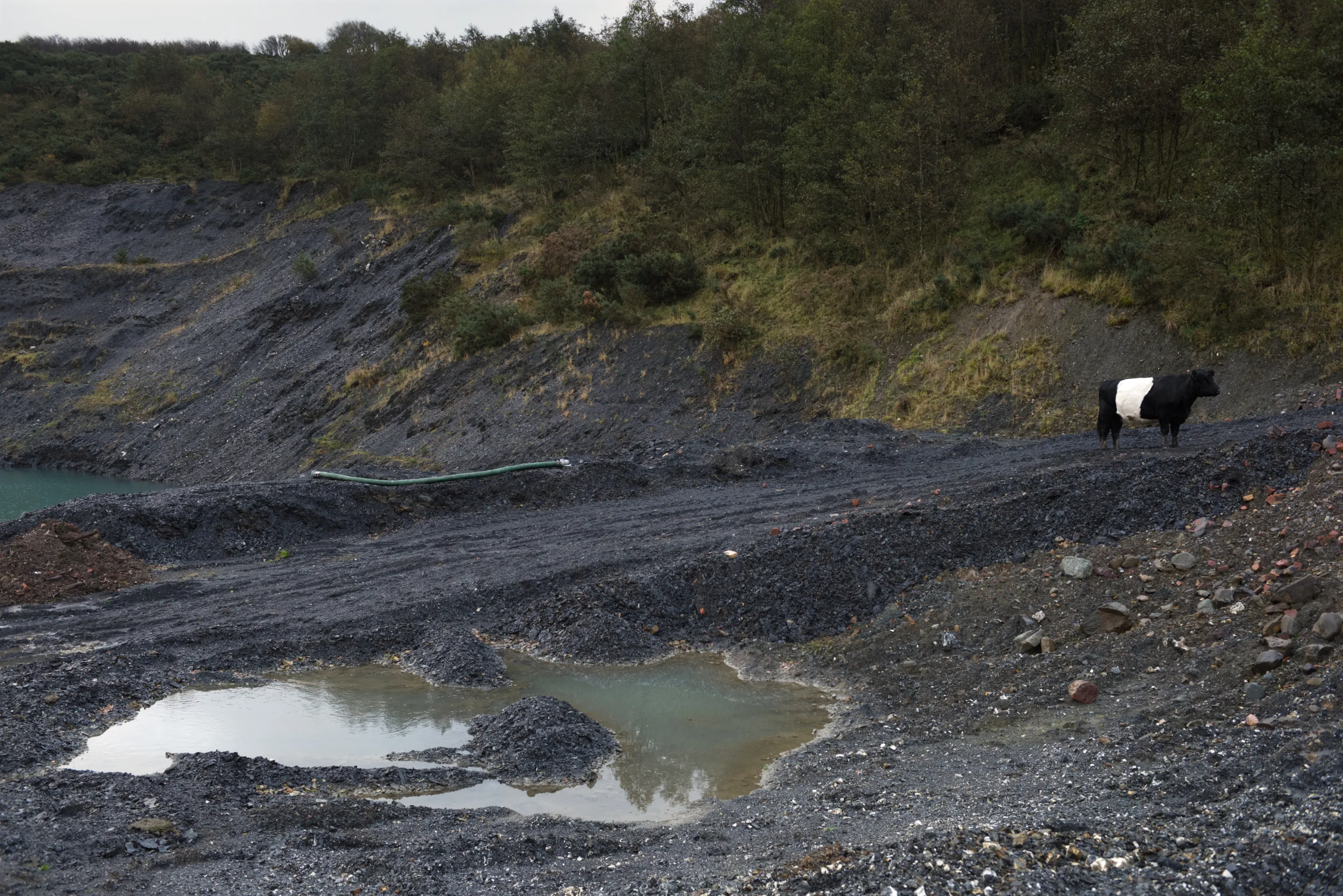A Belted Galloway cow standing on a dark shale slope beside a quarry pool, trees behind